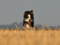 Le chien né sous le signe de la Vierge aime courir