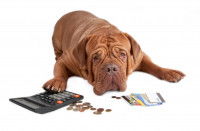 Shar-Peï brun devant de la monnaie, des billets et la patte sur la calculatrice 