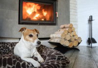 Jack Russel couché dans son panier devant le feu et à côté des bûches