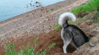 Husky Sibérien qui creuse un trou et jette la terre derrière lui