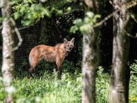 Un loup à crinière (Chrysocyon brachyurus)