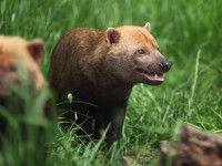 Chien des buissons (Speothos venaticus)