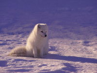 Un renard polaire (Alopex lagopus)