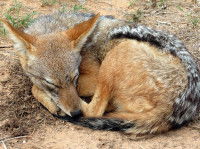 Les zones de peuplement du chacal