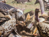 L'alimentation du chacal