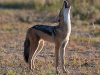 La communication orale chez le chacal