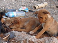 Les chiens pariahs : origines et lieux d'habitat