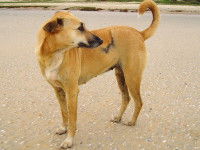 La physionomie des chiens pariahs