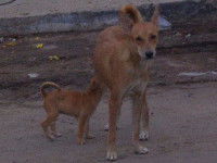 Le comportement des chiens pariahs