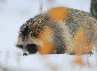 Un chien viverrin marche dans la neige en hiver