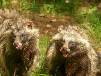 Deux chiens viverrins se lèchent les babines