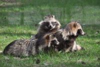 Une famille de trois chiens viverrins