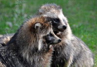 Le tanuki, une espèce menacée ?