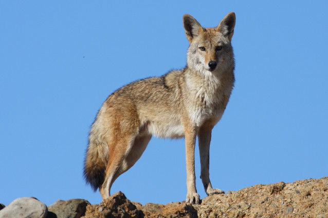 Histoire et classification du coyote
