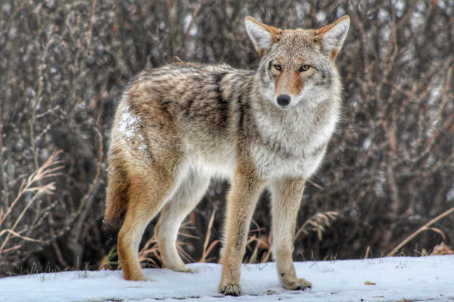 Les différentes sous-espèces de coyotes