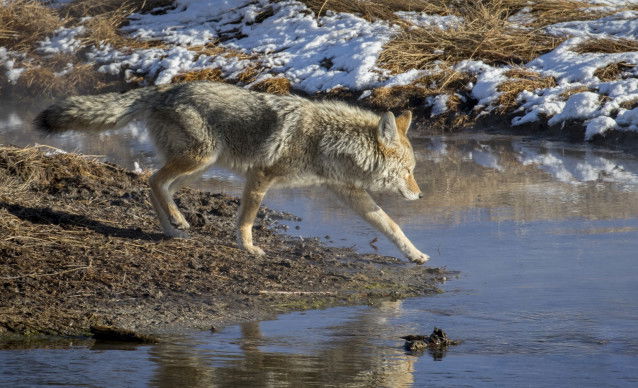 L'habitat du coyote
