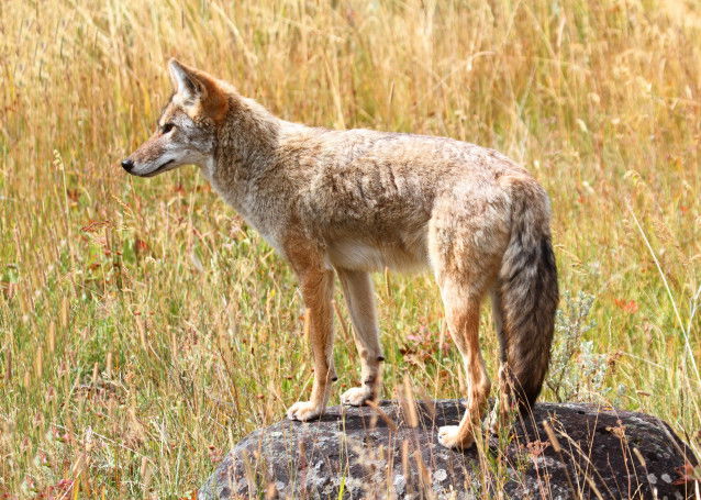 La répartition géographique du coyote