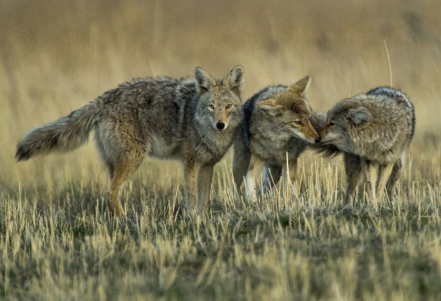 La meute de coyotes