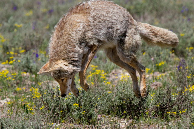 L'alimentation du coyote