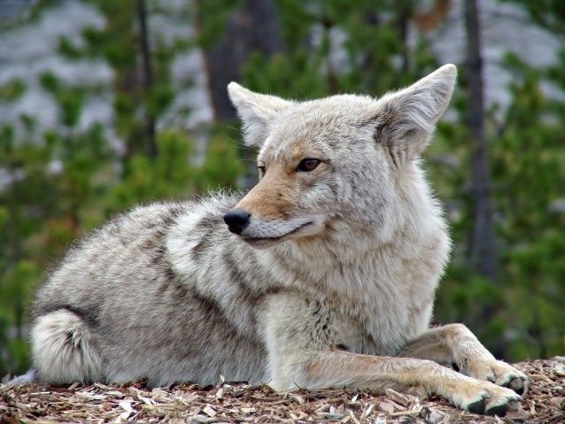 Le coyote, une espèce menacée ?