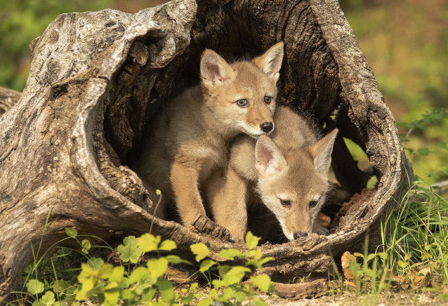 La reproduction du coyote