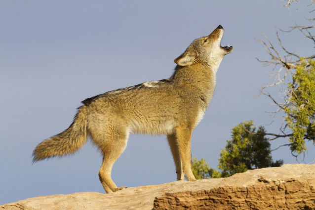 Le langage du coyote