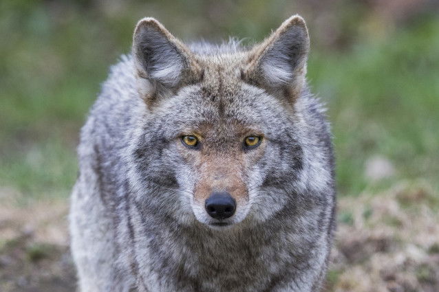 La morphologie du coyote