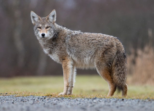 Le territoire du coyote