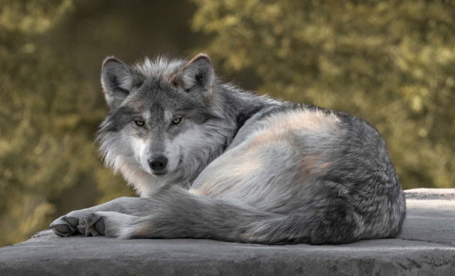 Un loup gris allongé sur un rocher