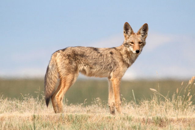 Un coyote est debout dans l'herbe sèche