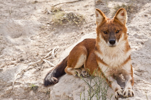 Un dhole allongé sur du sable