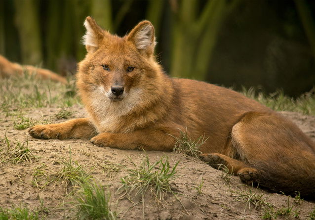 Un dhole allongé sur une colline