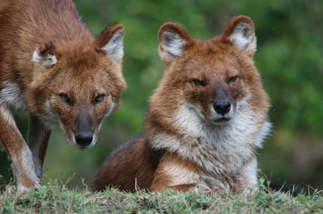 Deux dholes côte à côte
