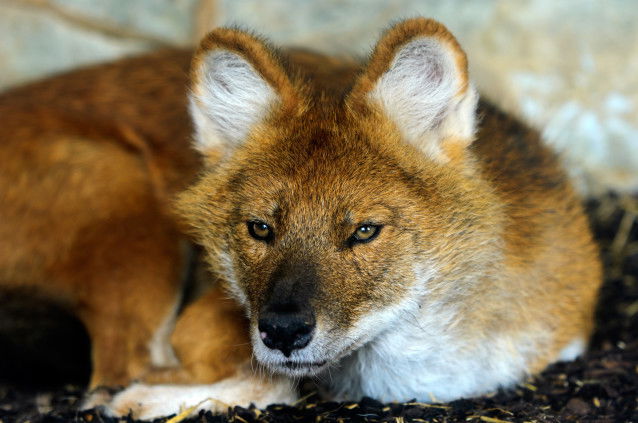 Un dhole allongé sur le sol