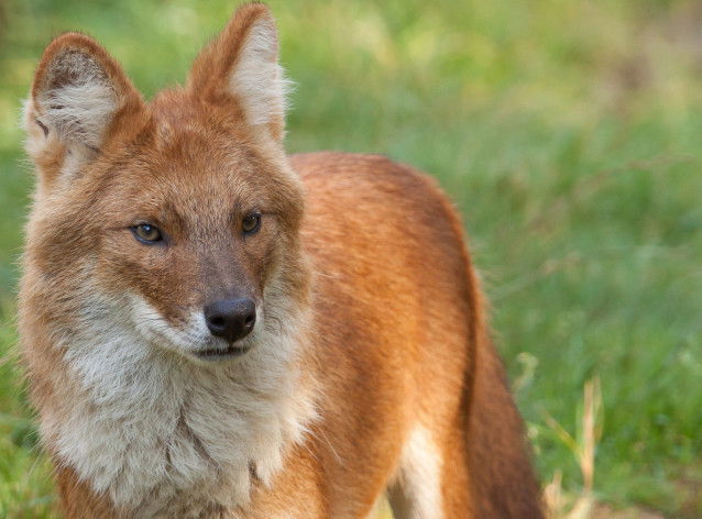 Un dhole se tient debout dans l'herbe