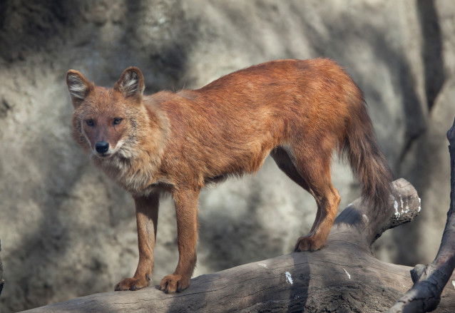 Un jeune dhole debout sur un tronc d'arbre