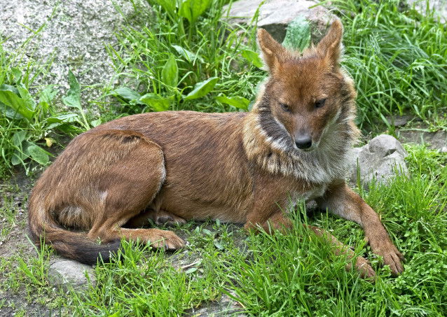 Un dhole allongé dans l'herbe verte