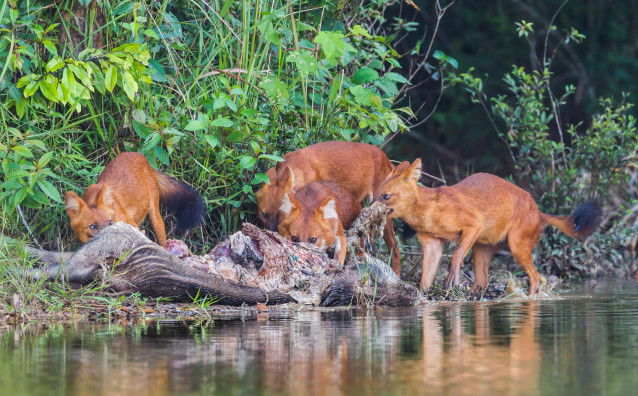 Un groupe de dholes dévorant une carcasse de cochon sauvage
