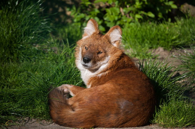 Un beau dhole allongé dans l'herbe