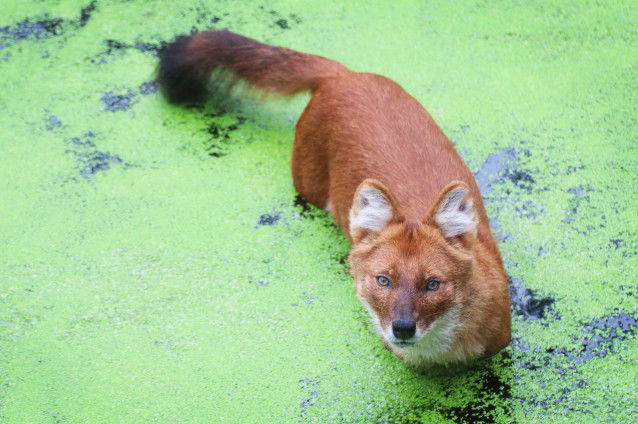 Un dhole en train de se baigner dans de l'eau stagnante