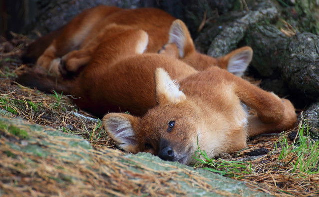 Des petits dholes se reposent dans leur tanière