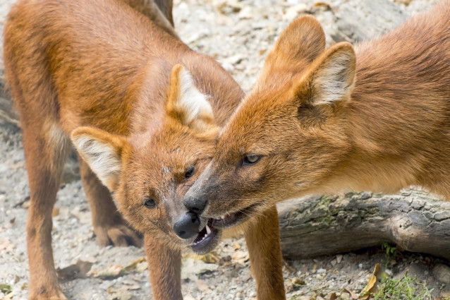 Deux dholes en train de se saluer