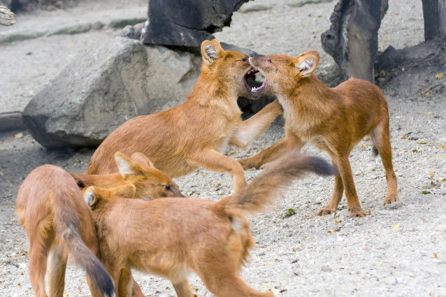 Un groupe de dholes se prépare à la chasse
