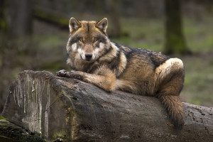 Le loup : caractéristiques et différences avec le chien