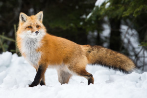 Le renard, cousin du chien : comportement, habitat, nourriture