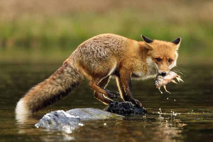 Le Renard Cousin Du Chien Comportement Habitat Nourriture