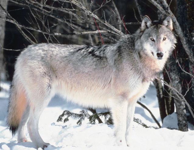 Un loup gris se tient debout dans la neige