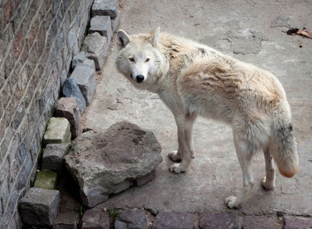 Un loup de Sibérie dans un zoo animalier