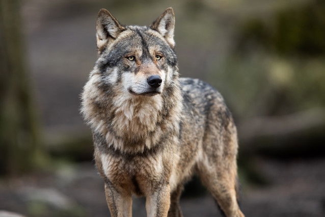 Vue proche d'un loup gris qui se tient debout