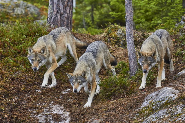 Une meute de loups chasse dans la forêt